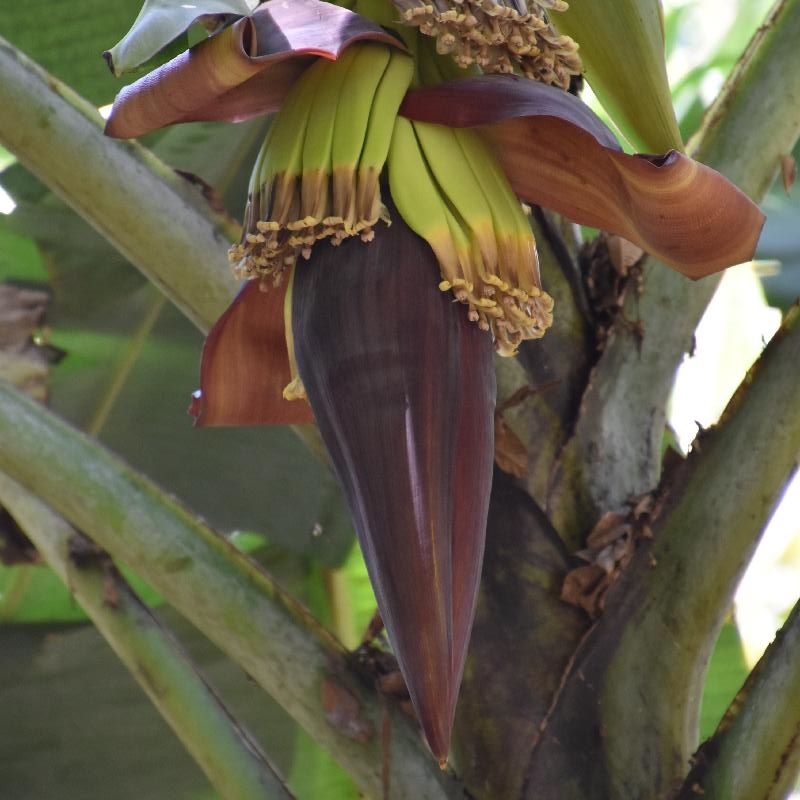 Fleur de bananier